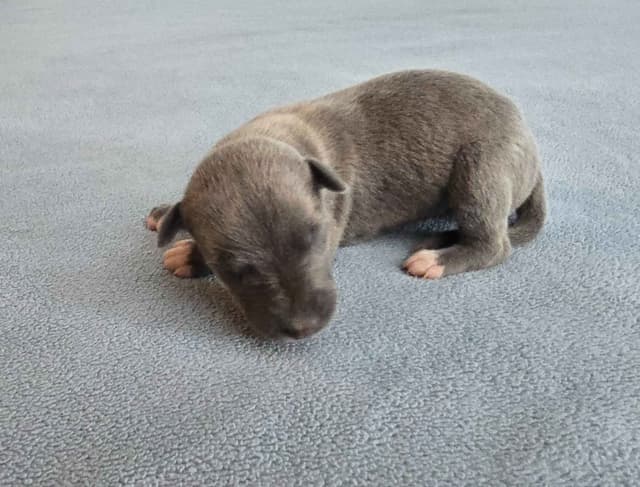 Whippet Puppies media 6