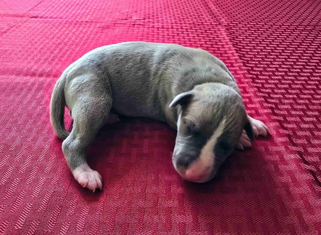 Blue Whippet Puppies media 5