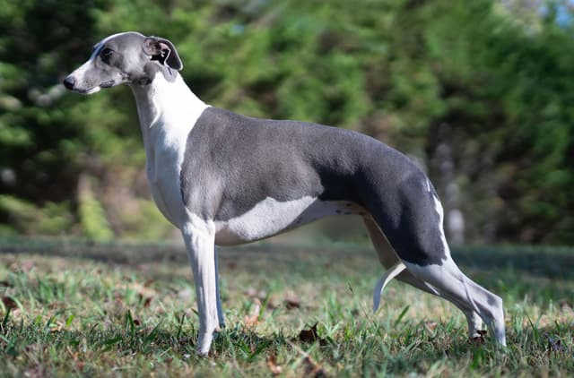 Blue Whippet Puppies media 8