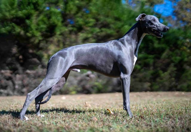Whippet Puppies media 8