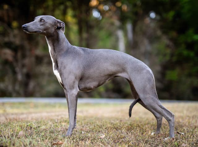 Whippet Puppies media 9