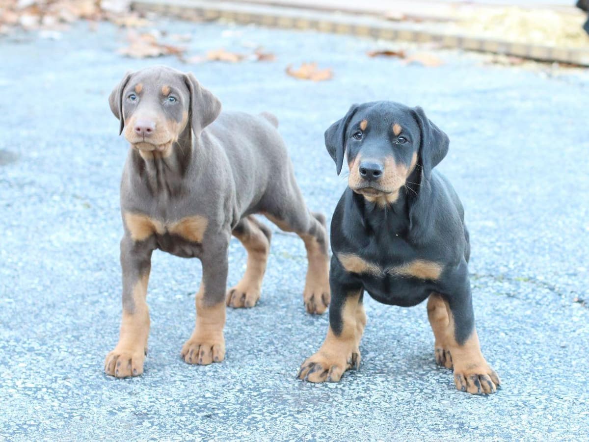 Doberman Pinscher Puppies breeder image 2