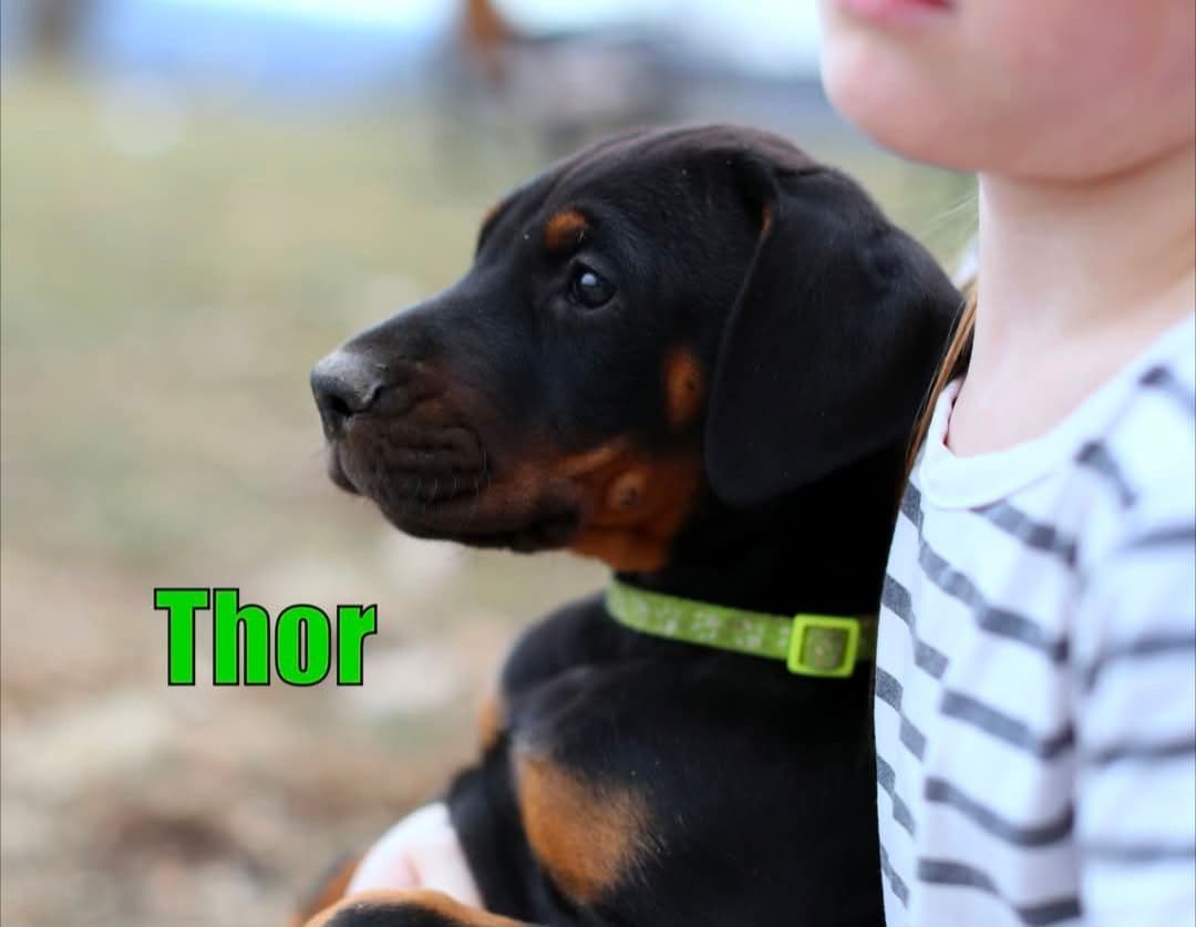 Doberman Pinscher Puppies breeder image 4
