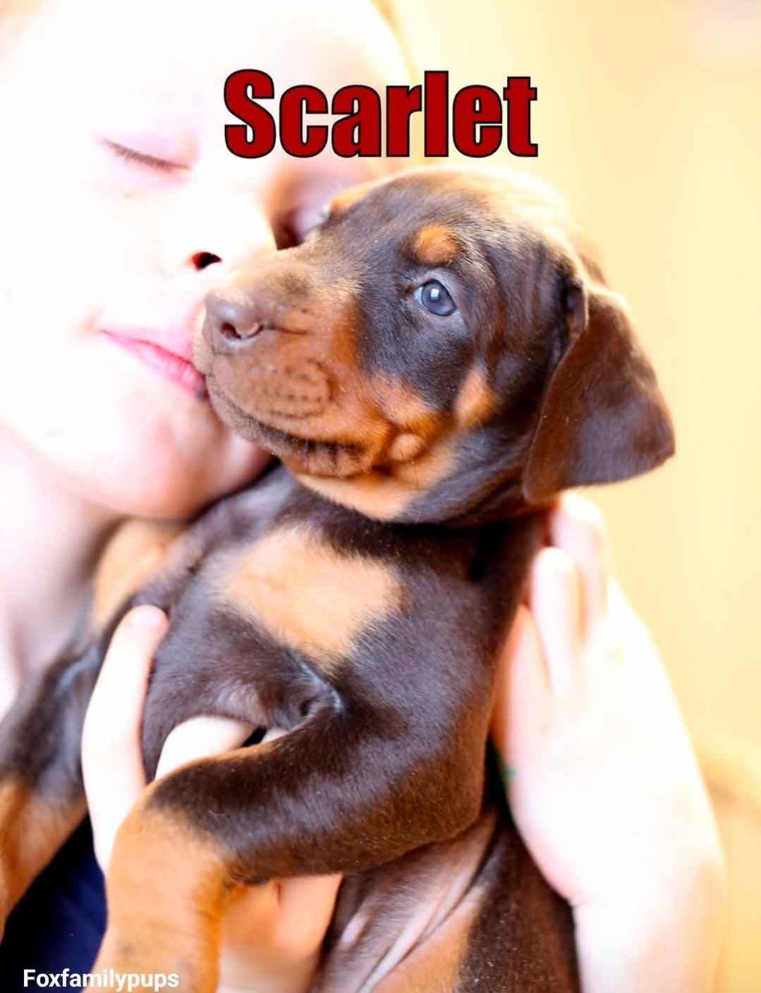 Doberman Pinscher Puppies breeder image 5