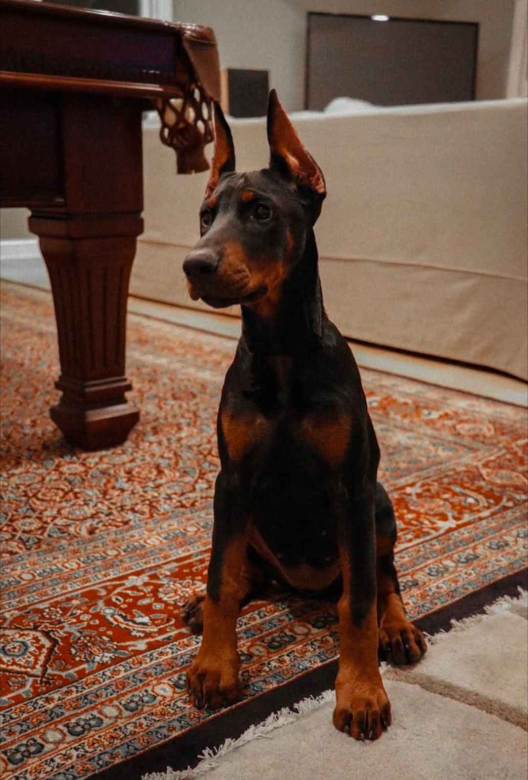 Doberman Pinscher Puppies breeder image 3