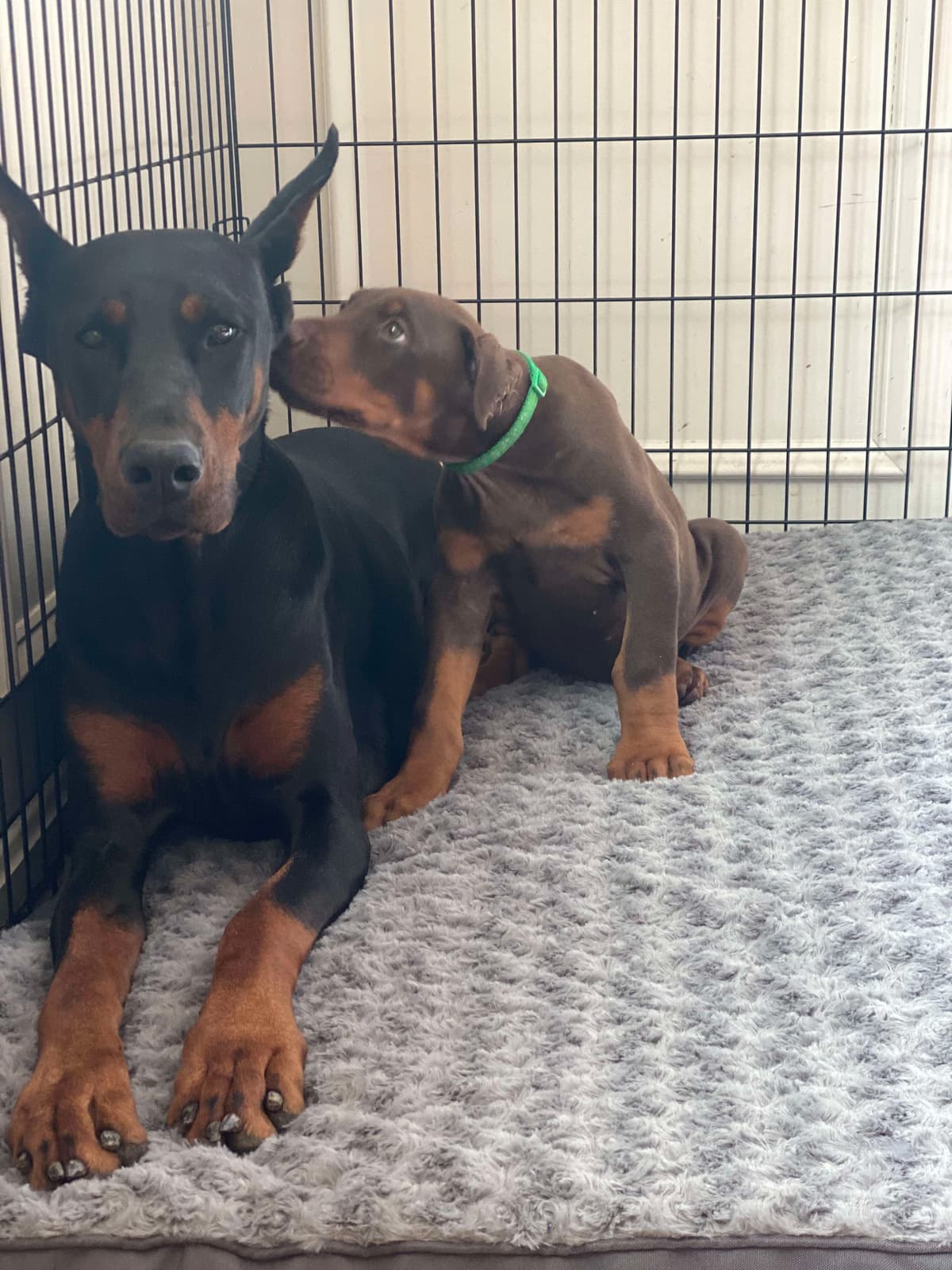 Doberman Pinscher Puppies breeder image 6