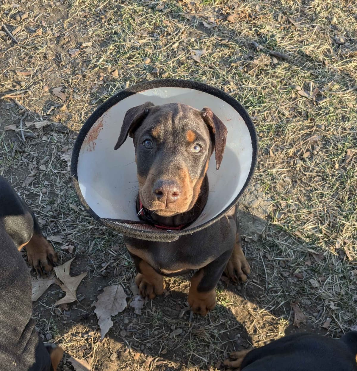 Doberman Pinscher Puppies breeder image 7