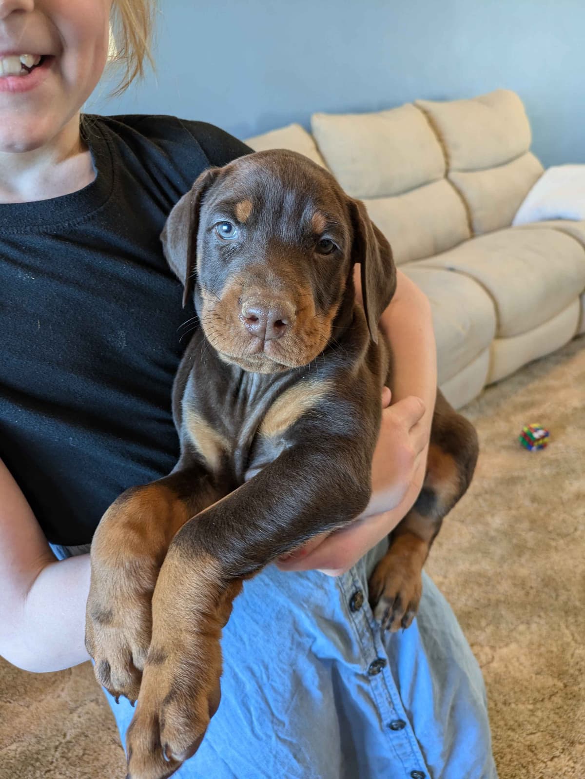 Doberman Pinscher Puppies breeder image 8