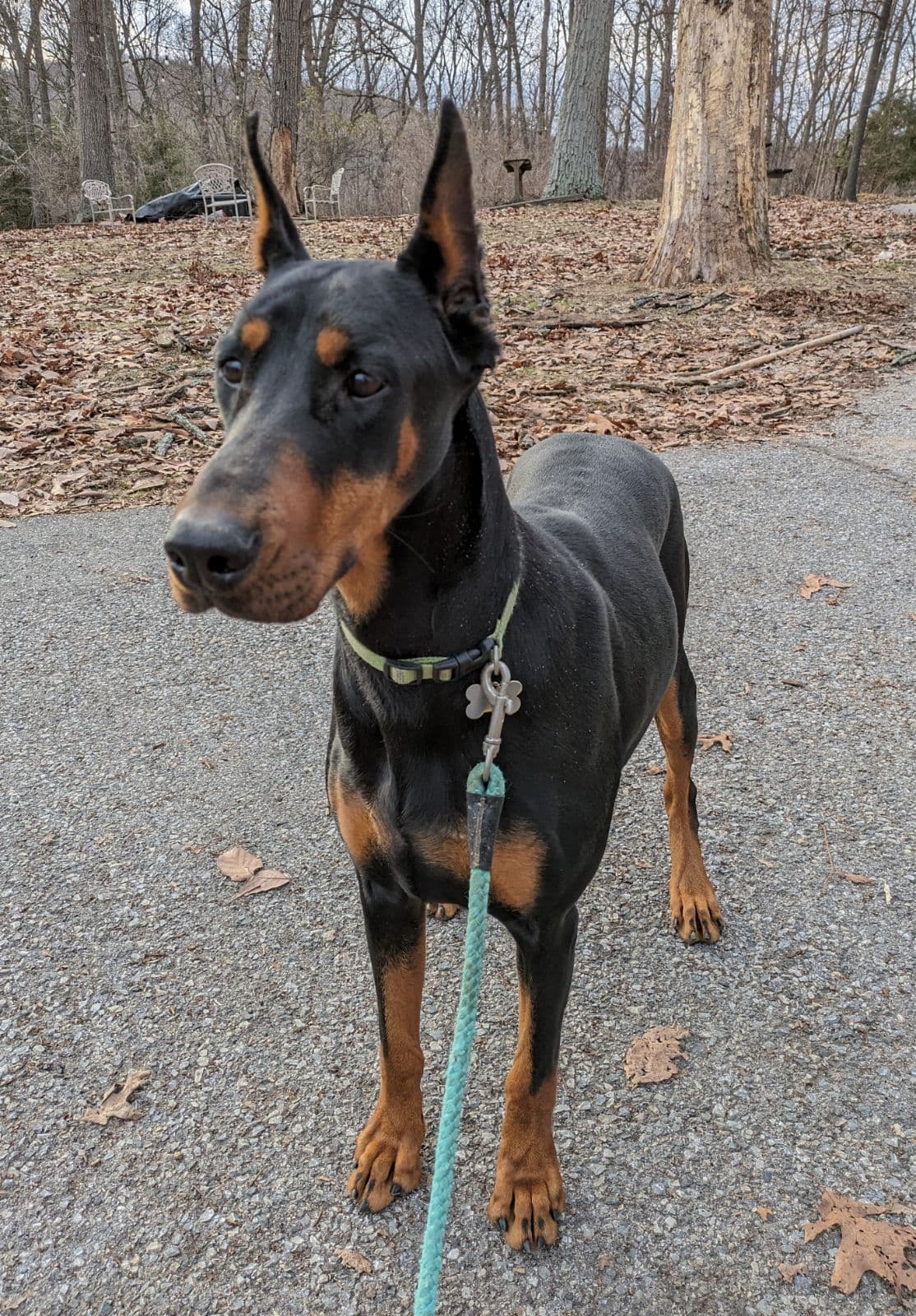 Doberman Pinscher Puppies breeder image 9