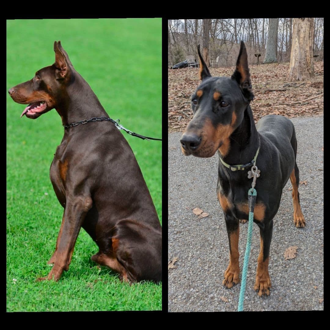 Doberman Pinscher Puppies breeder image 1