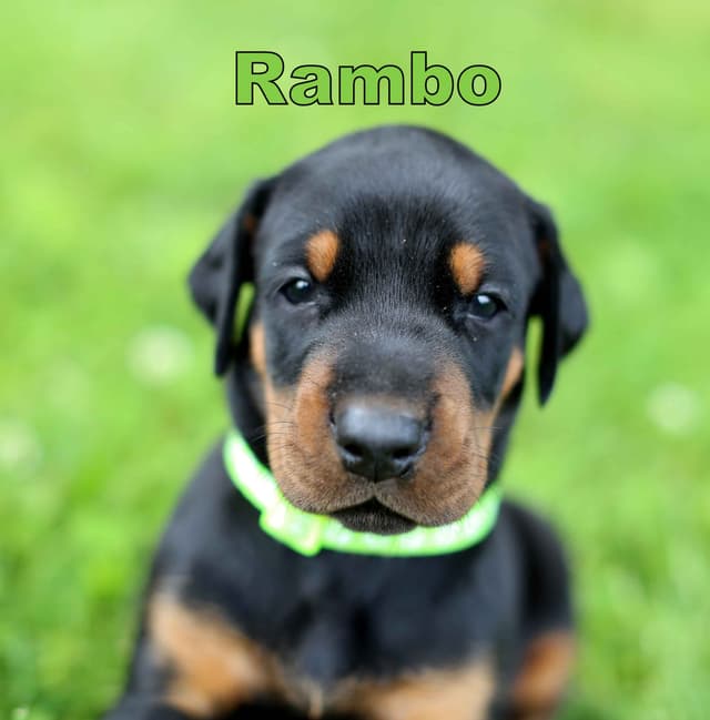 Doberman Pinscher Puppies media 2