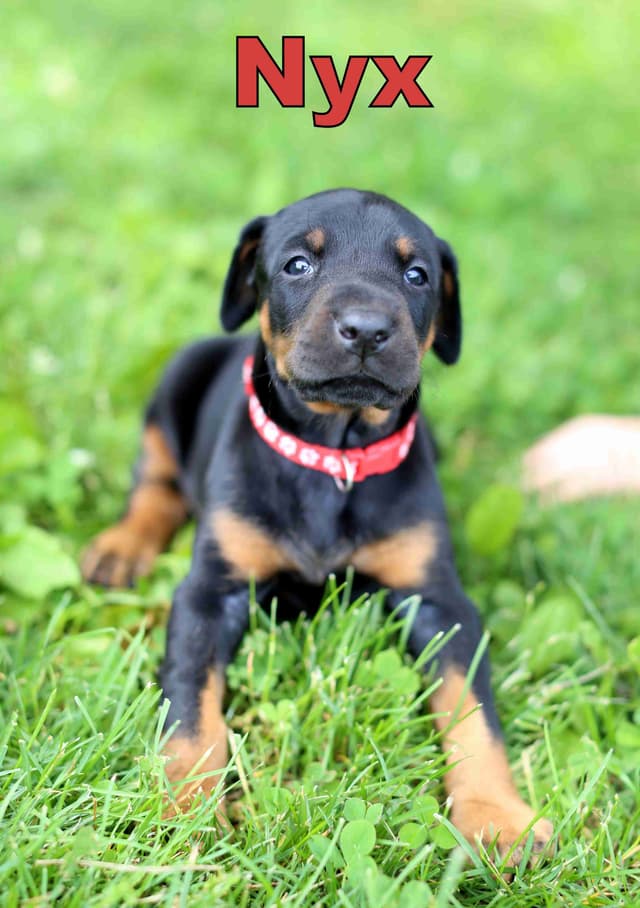 Doberman Pinscher Puppies media 3
