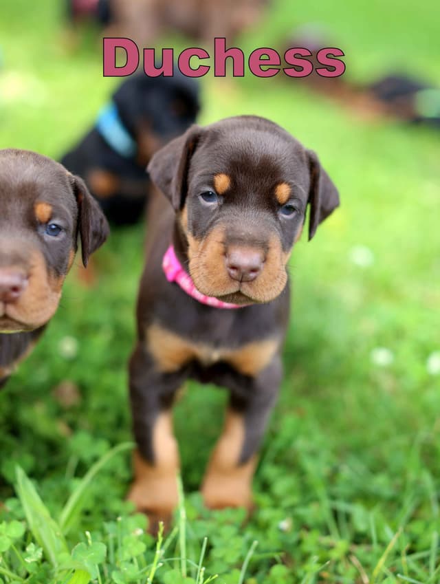 Doberman Pinscher Puppies media 7