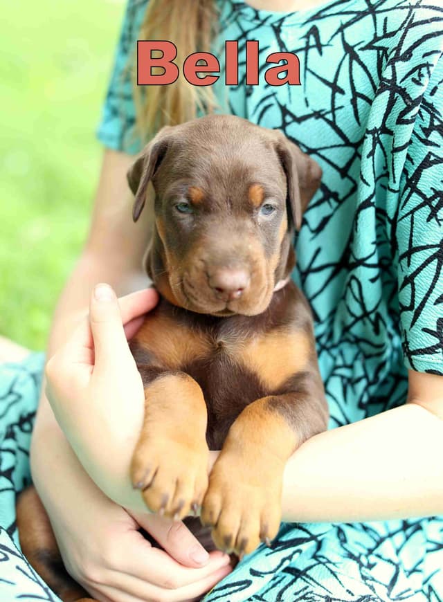Doberman Pinscher Puppies media 6