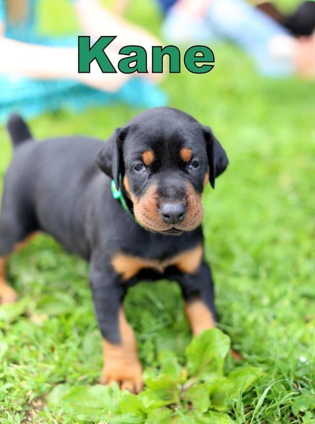 Doberman Pinscher Puppies media 4