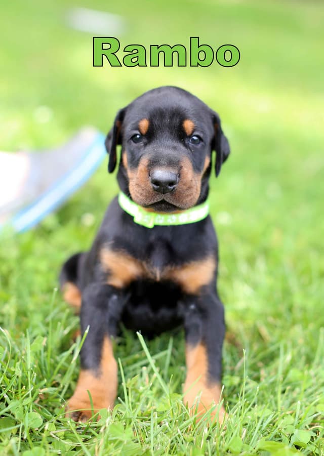 Doberman Pinscher Puppies media 8