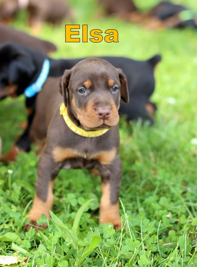 Doberman Pinscher Puppies media 10