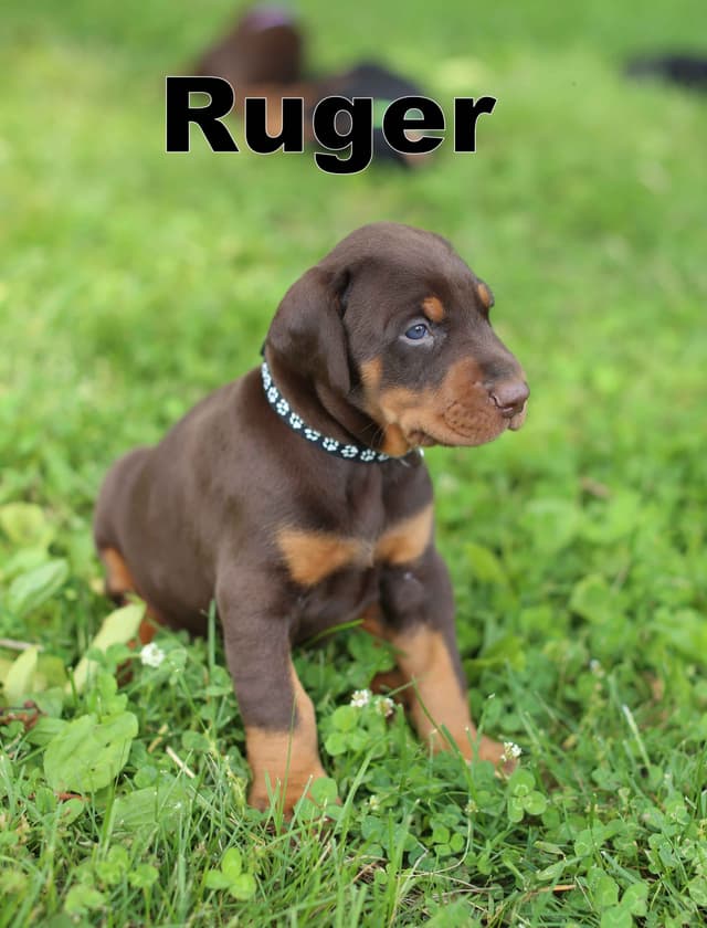 Doberman Pinscher Puppies media 9