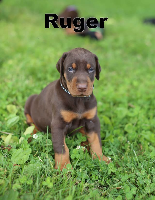 Doberman Pinscher Puppies media 11