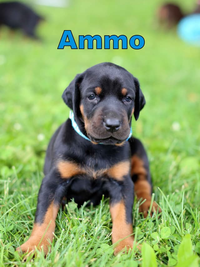 Doberman Pinscher Puppies media 12