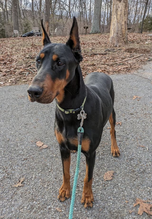 Doberman Pinscher Puppies media 14