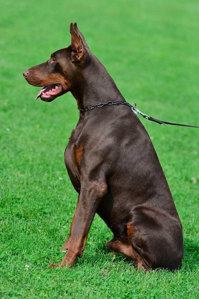 Doberman Pinscher Puppies media 13
