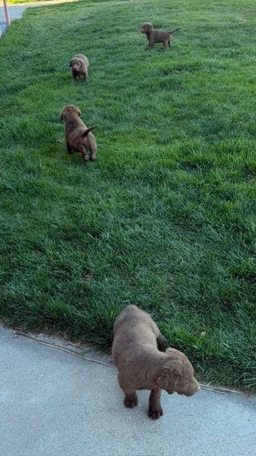 Chesapeake Bay Retriever Puppies breeder image 2