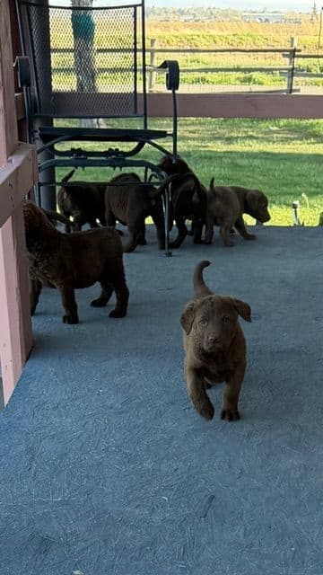 Chesapeake Bay Retriever Puppies breeder image 3