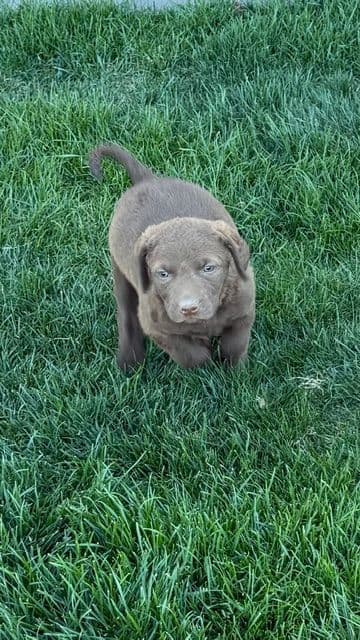 Chesapeake Bay Retriever Puppies breeder image 4