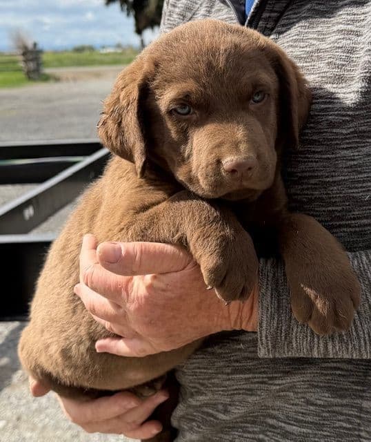 Chesapeake Bay Retriever Puppies breeder image 5
