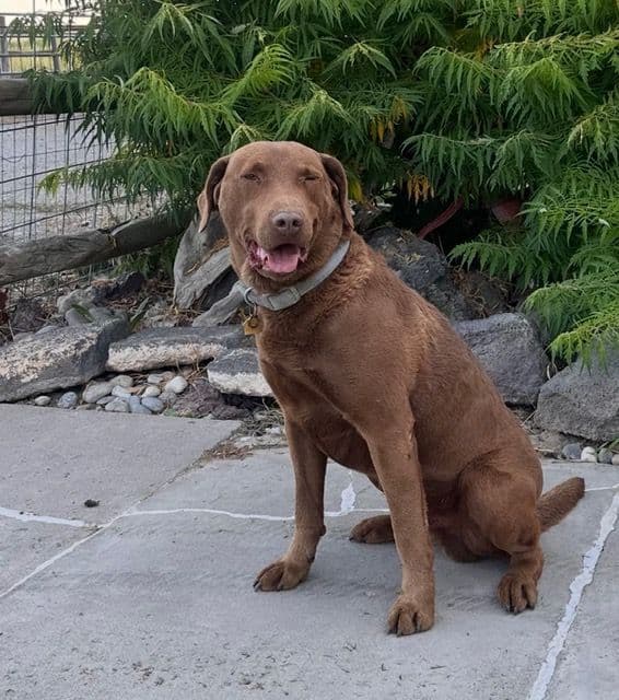 Chesapeake Bay Retriever Puppies breeder image 9