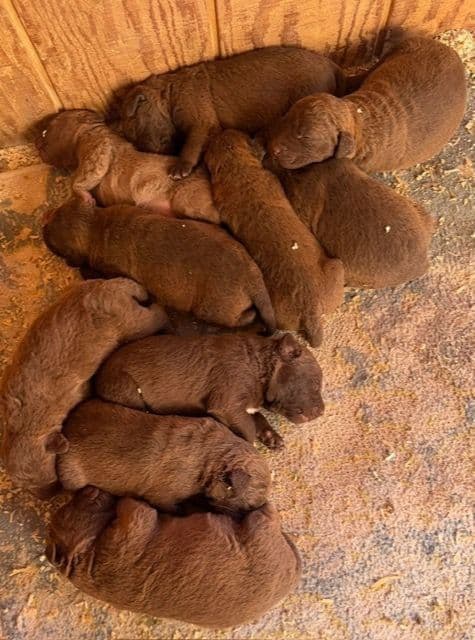 Chesapeake Bay Retriever Puppies breeder image 7