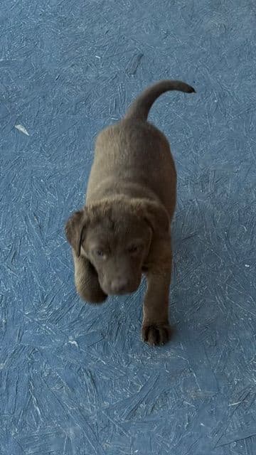 Chesapeake Bay Retriever Puppies breeder image 8