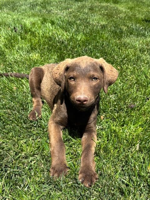 Chesapeake Bay Retriever Puppies media 2