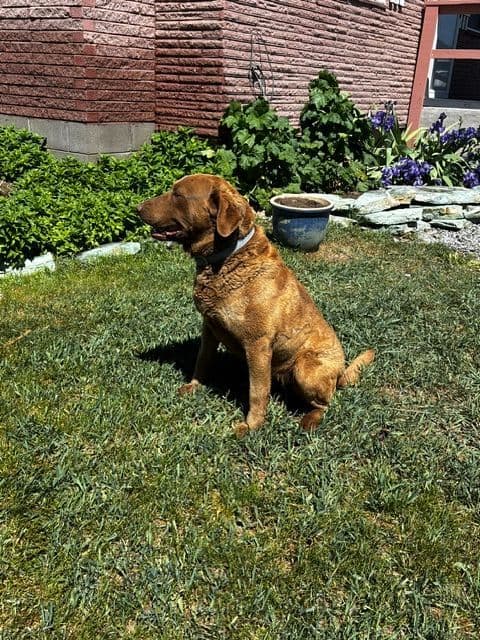 Chesapeake Bay Retriever Puppies media 3