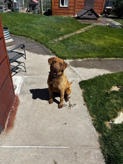 Chesapeake Bay Retriever Puppies media 5