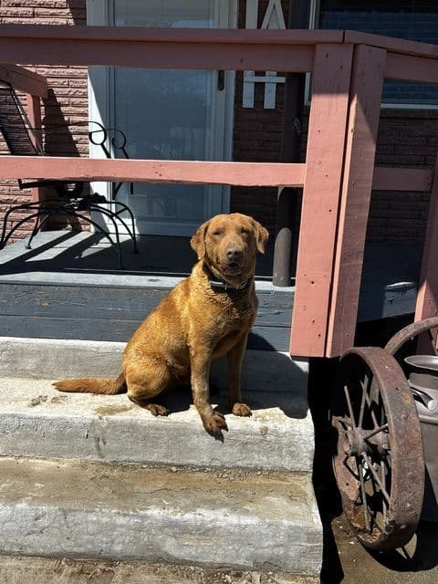 Chesapeake Bay Retriever Puppies media 4
