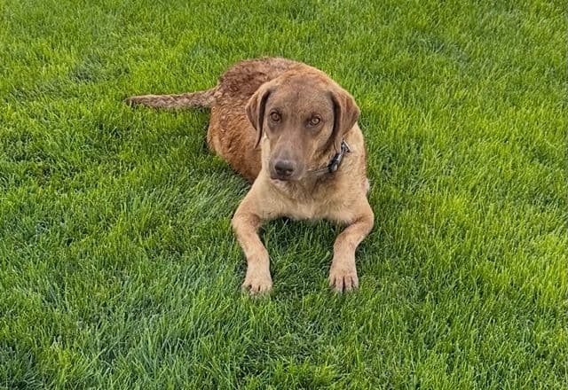 Chesapeake Bay Retriever Puppies media 6