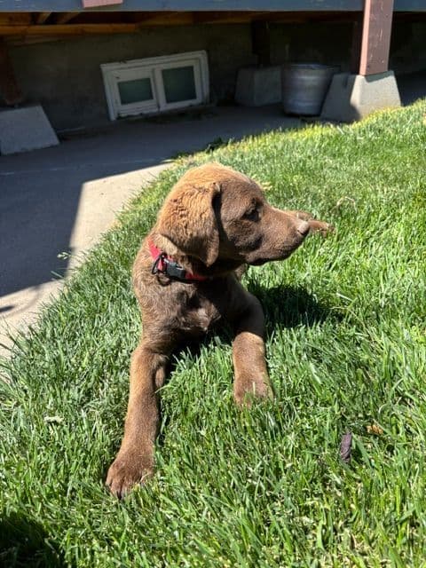 Chesapeake Bay Retriever Puppies media 7