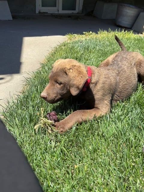 Chesapeake Bay Retriever Puppies media 8