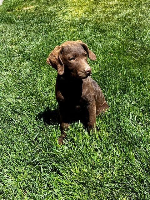Chesapeake Bay Retriever Puppies media 9