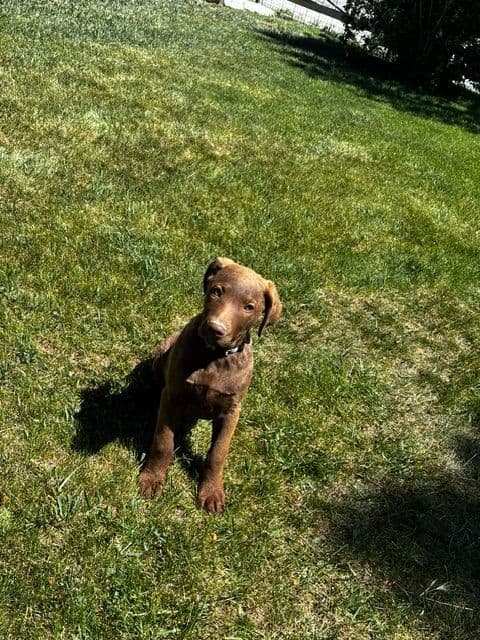 Chesapeake Bay Retriever Puppies media 10