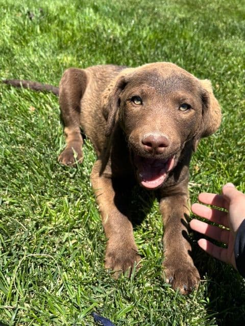 Chesapeake Bay Retriever Puppies media 11