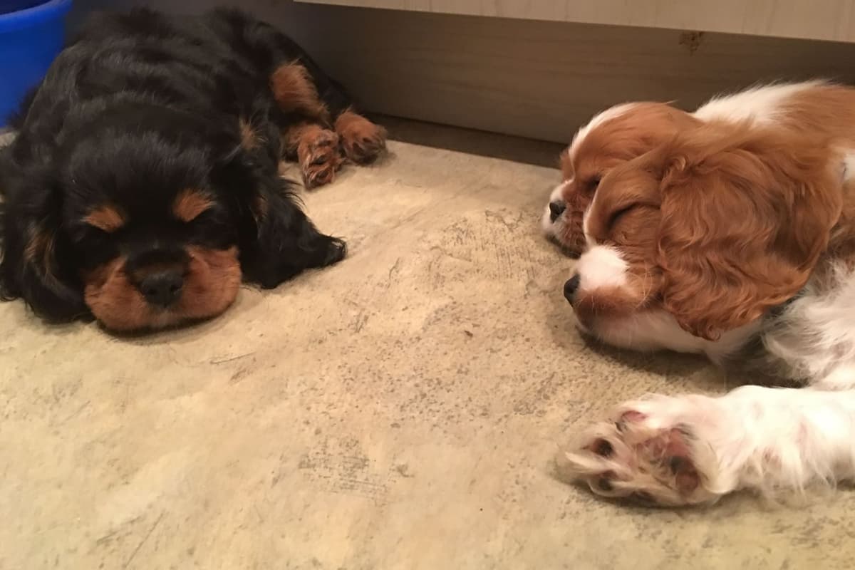Cavalier King Charles Spaniel Puppies 06.06.2026 breeder image 3