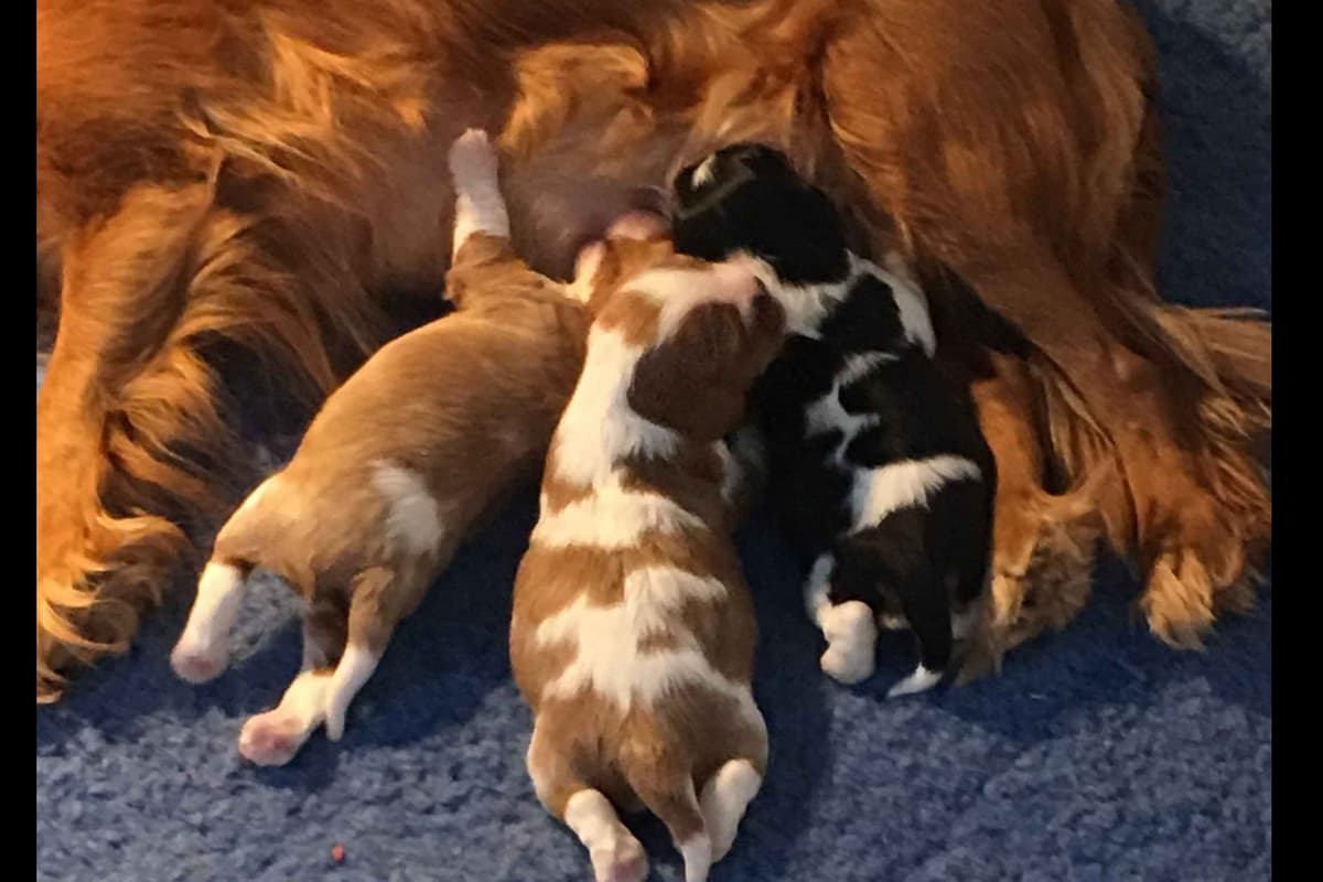 Cavalier King Charles Spaniel Puppies 06.06.2026 breeder image 6