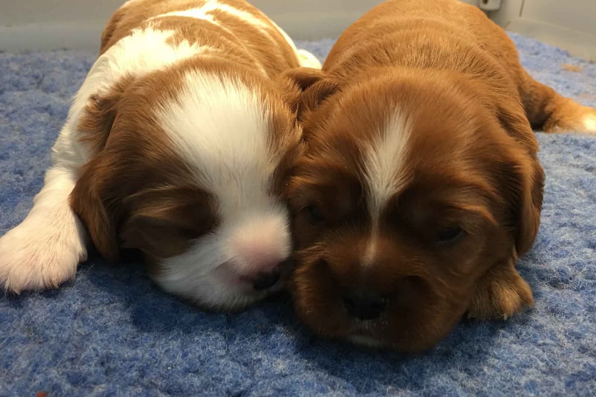 Cavalier King Charles Spaniel Puppies 06.06.2026 breeder image 7