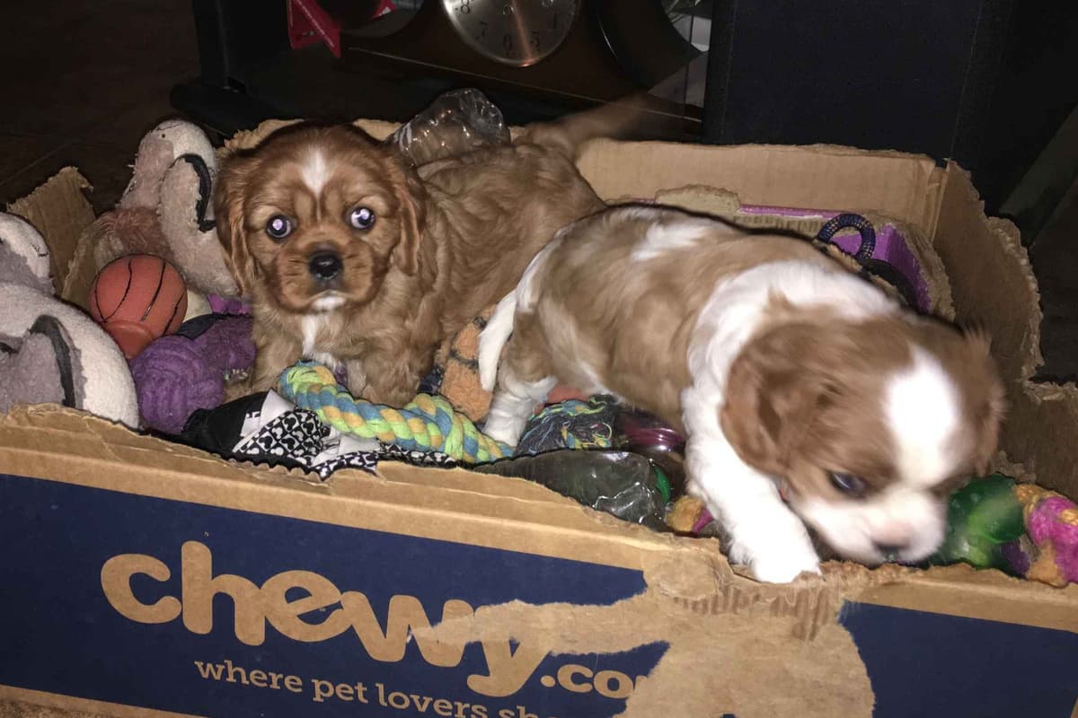 Cavalier King Charles Spaniel Puppies 06.06.2026 breeder image 8