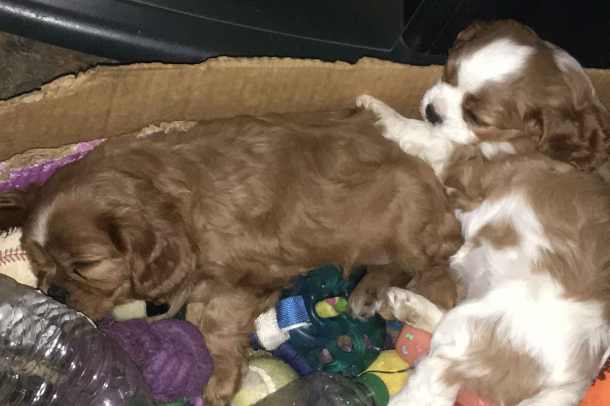 Cavalier King Charles Spaniel Puppies 06.06.2026 breeder image 9