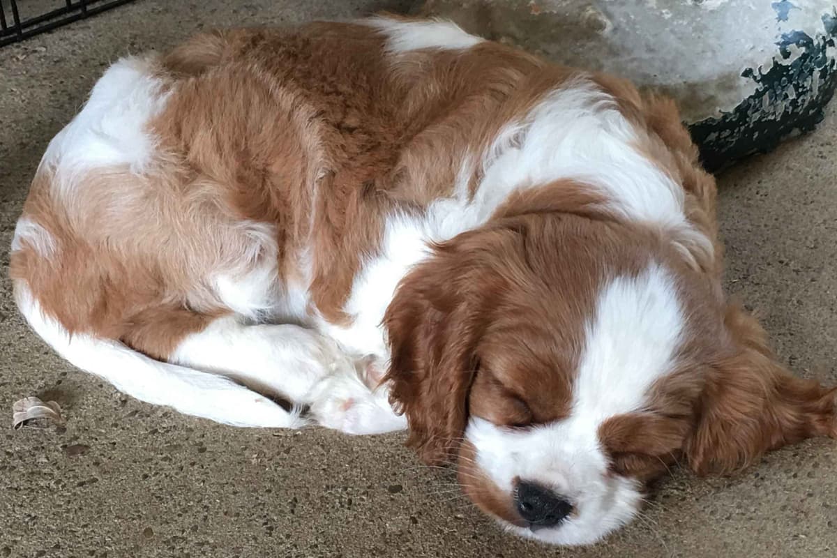 Cavalier King Charles Spaniel Puppies 06.06.2026 breeder image 11