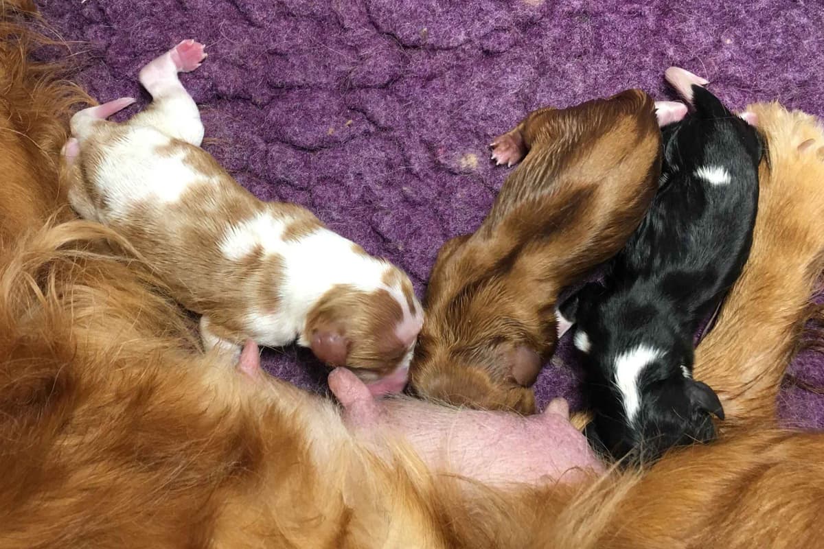Cavalier King Charles Spaniel Puppies 06.06.2026 breeder image 15